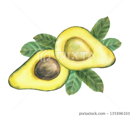Avocado whole fruit, half and green leaves. Hand draw watercolor illustration for healthy food label. Botanical composition of vegan vegetables for menu, packaging, recipe. Isolated from background Avocado whole fruit, half and green leaves. Hand draw watercolor illustration for healthy food label. Botanical composition of vegan vegetables for menu, packaging, recipe. Isolated from background 135896103