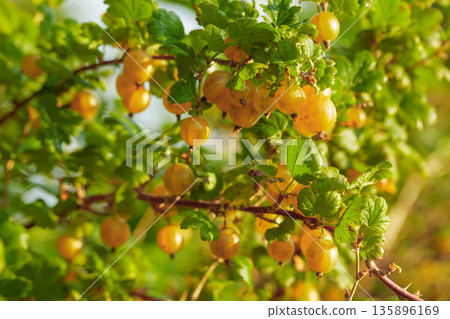 Close-up of ripe yellow gooseberry. Close-up of ripe yellow gooseberry. 135896169