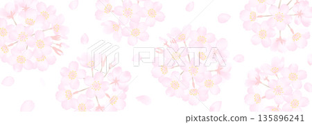 白色背景上的嬌嫩櫻花向量圖 135896241