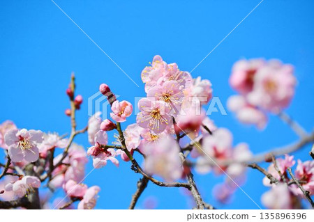 Red plum and blue sky Red plum and blue sky 135896396