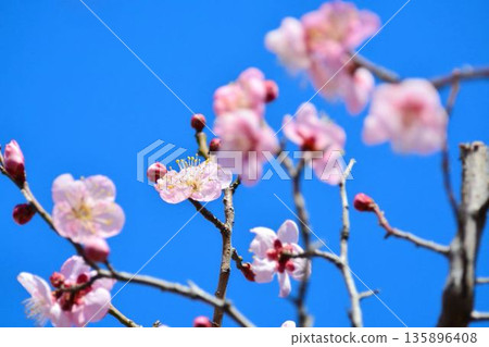 Red plum and blue sky Red plum and blue sky 135896408