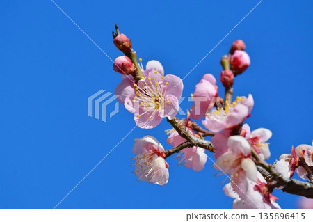 紅色李子和藍天 135896415