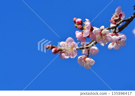紅色李子和藍天 135896417