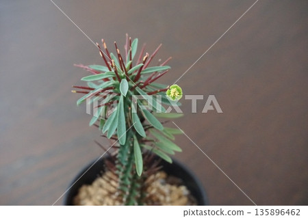 開花多肉植物，大戟屬植物 135896462