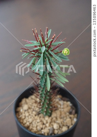開花多肉植物，大戟屬植物 135896463