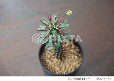 開花多肉植物,大戟屬植物 開花多肉植物,大戟屬植物 135896465