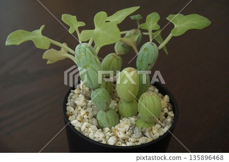 Senecio sieboldii (Senecio sieboldii) with beautiful green leaves and cucumber-like tubers 135896468