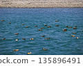 Ruddy Shell Ducks swimming and fishing on the lake in Tibet, China 135896491