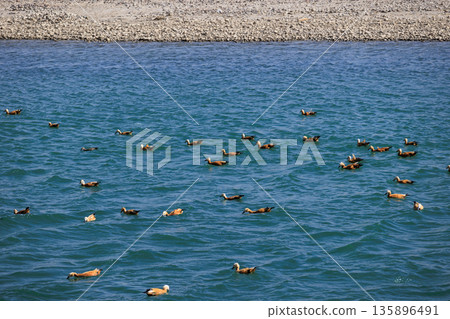 Ruddy Shell Ducks swimming and fishing on the lake in Tibet, China 135896491