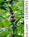 Leonurus sibiricus flowers in spring garden 135896493
