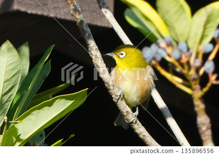 White-eye White-eye 135896556