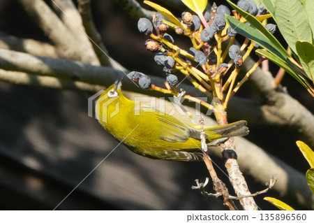 White-eye White-eye 135896560