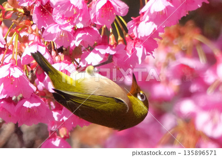 White-eye White-eye 135896571