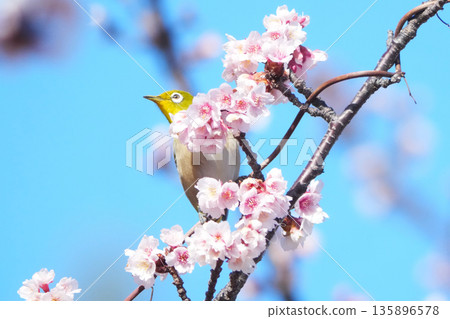 White-eye White-eye 135896578