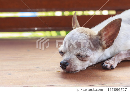 Cute chihuahua dog sleeping on wood chair Cute chihuahua dog sleeping on wood chair 135896727