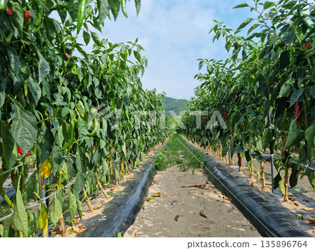 It is a field of red peppers ripening red. 135896764