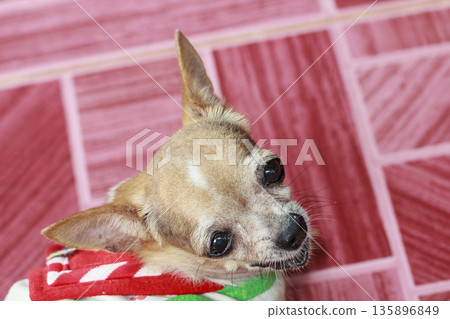 Portrait of cute red chihuahua dog 135896849