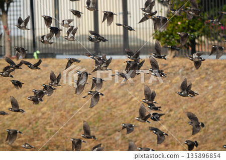 Mustard star 135896854