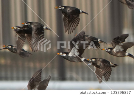 Mustard star 135896857