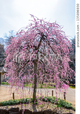 Pink weeping plum "Awaji Shidare" 3 135896930