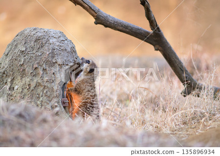 Meerkat is worried about crows while using a heater to keep himself warm 135896934