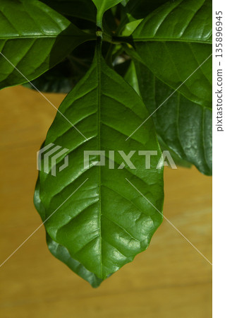 Close-up of coffee tree leaves 135896945