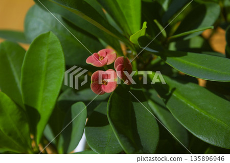This is a close-up of a Euphorbia milii in bloom. This is a close-up of a Euphorbia milii in bloom. 135896946