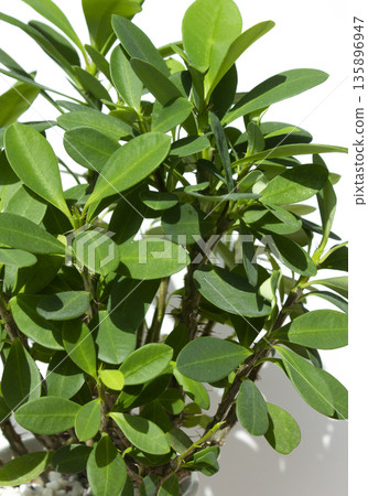 Euphorbia milii on a white background Euphorbia milii on a white background 135896947