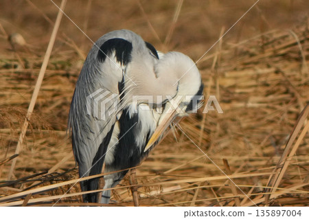 Gray heron 135897004