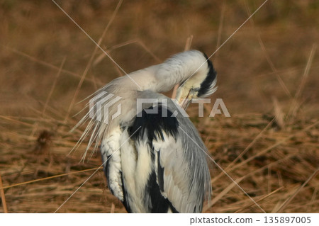 灰鷺 灰鷺 135897005