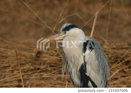 Gray heron Gray heron 135897006