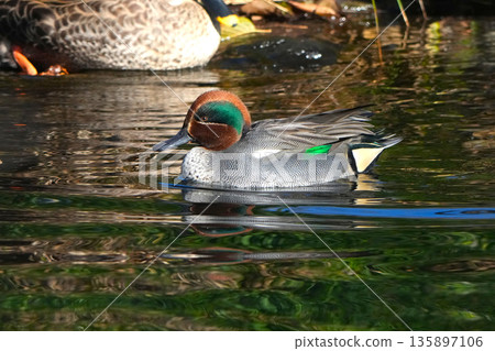 Pond duck 135897106