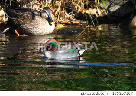池鴨 135897107