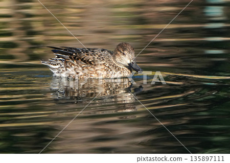 Pond duck Pond duck 135897111