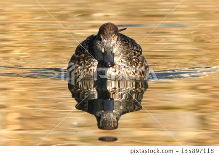 Pond duck Pond duck 135897118