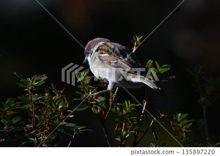 Sparrow 135897220