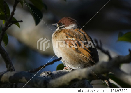 Sparrow Sparrow 135897221