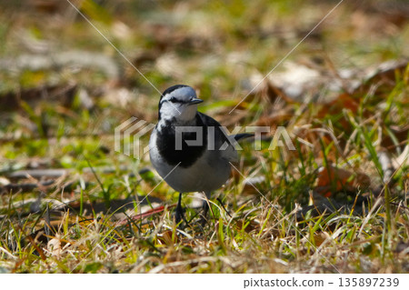 Black-backed wagtail Black-backed wagtail 135897239