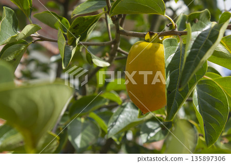 A persimmon tree with ripe orange fruit. 135897306