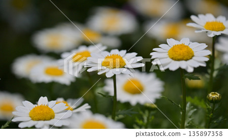 菊花，北極（菊花） 135897358