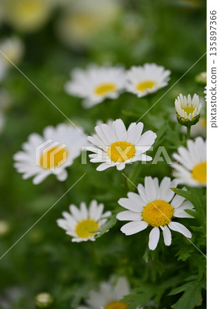 菊花,北極(菊花) 菊花,北極(菊花) 135897366