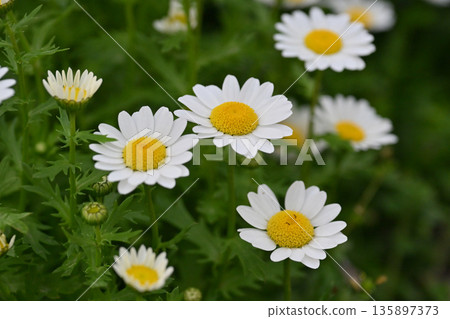 Chrysanthemum, North Pole (Chrysanthemum) Chrysanthemum, North Pole (Chrysanthemum) 135897373