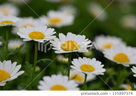 Chrysanthemum, North Pole (Chrysanthemum) 135897374