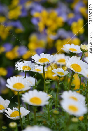 菊花，北極（菊花） 135897390
