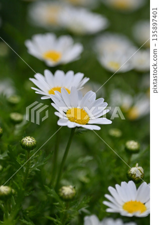 菊花,北極(菊花) 菊花,北極(菊花) 135897401