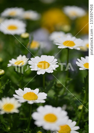 菊花,北極(菊花) 菊花,北極(菊花) 135897408