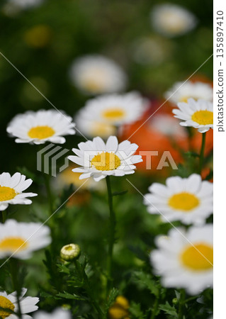 菊花，北極（菊花） 135897410