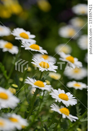 菊花,北極(菊花) 菊花,北極(菊花) 135897421