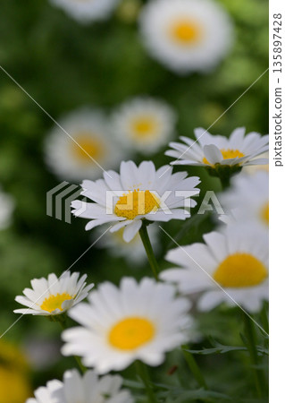 菊花，北極（菊花） 135897428