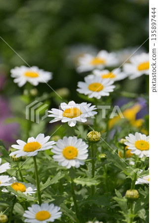 菊花,北極(菊花) 菊花,北極(菊花) 135897444